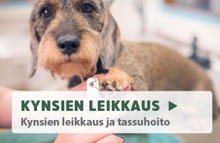 koiran trimmaus