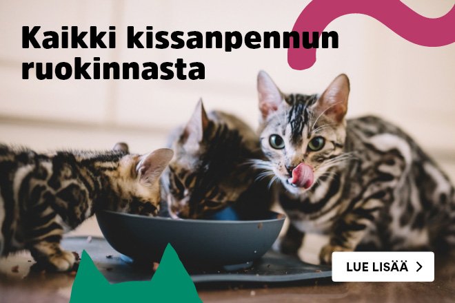 Kissanpennun ruokinta