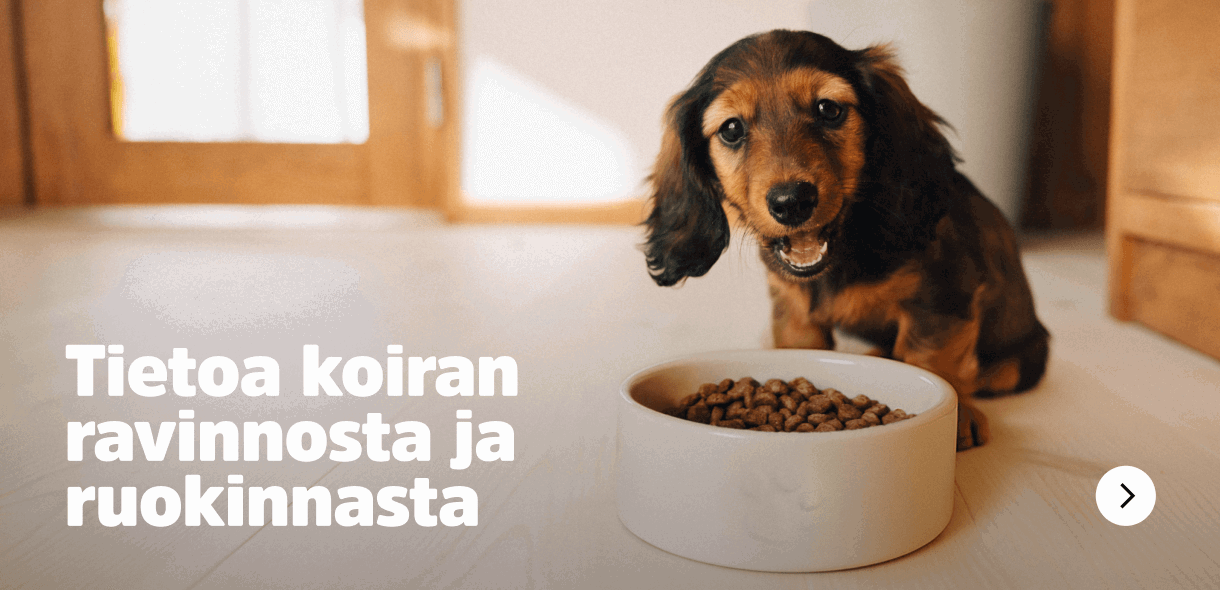 Tietoa koiran ravinnosta ja ruokinnasta