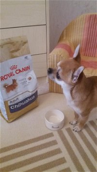 Royal Canin Breed Chihuahua Adult | Koiranruoka / Koiran kuivaruoka