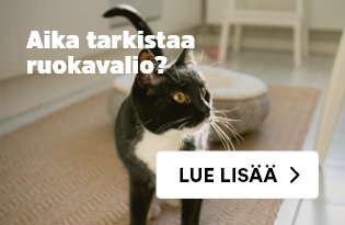 Kissan ruokintaopas