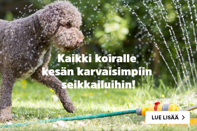 Kaikki koiralle kesän karvaisimpiin seikkailuihin