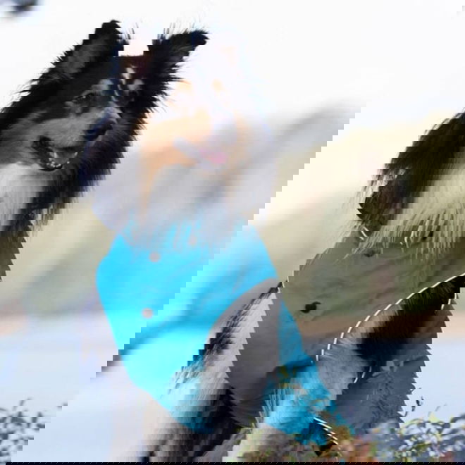 Rukka Stream koiran sadetakki sininen