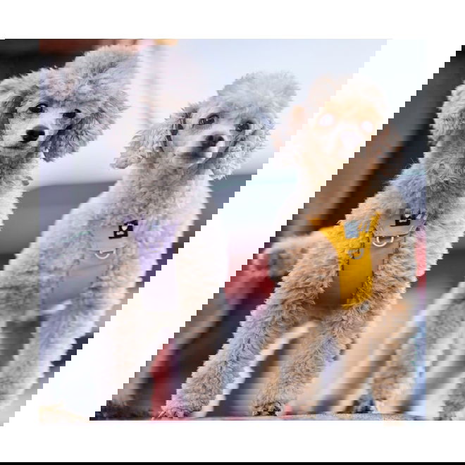 Hurtta Seeker valjaat hunaja