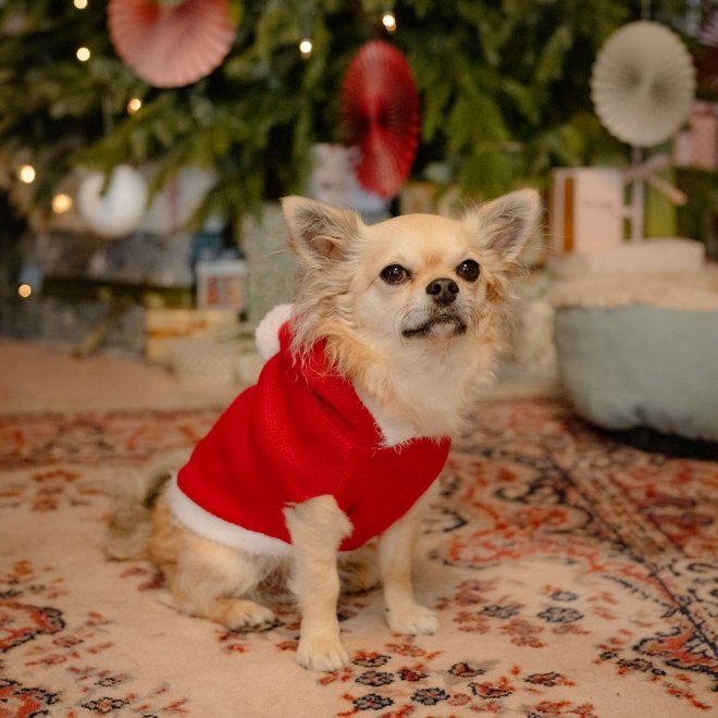 Little&Bigger Xmas Santa koiran neuloshuppari punainen