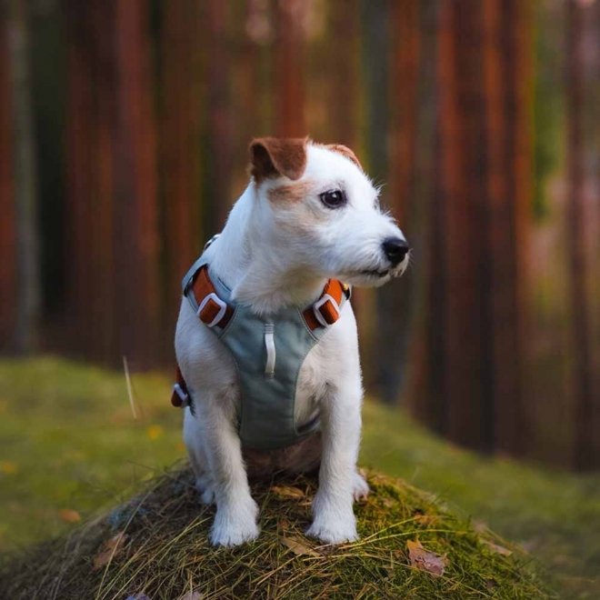 Woolly Wolf Alpha 360 Y-valjas koiralle Glacier Green Mix