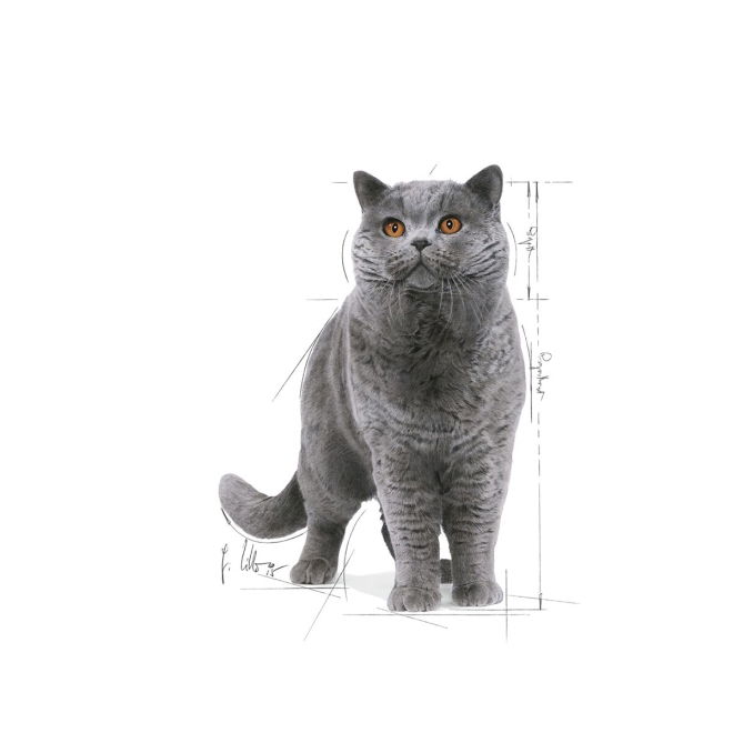 Royal Canin British Shorthair Adult Gravy kissan märkäruoka 12 x 85 g