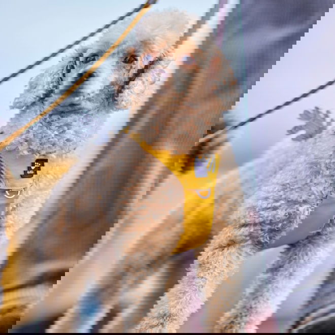 Hurtta Seeker valjaat hunaja