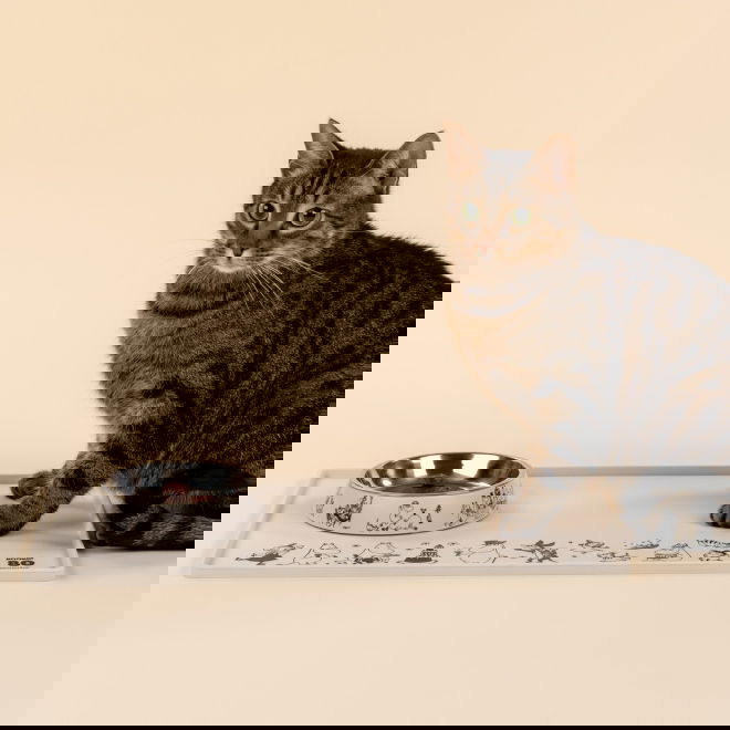 Kissankuppi Moomin for pets, Muumit 80v. juhlavuosi