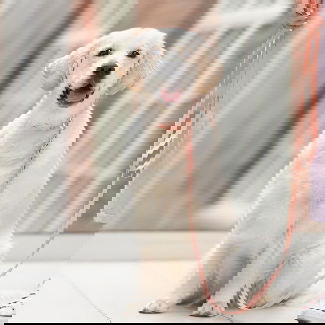 Tyylivoitto Braid koirantalutin, persikka/ruusukulta (16mm x 200cm)