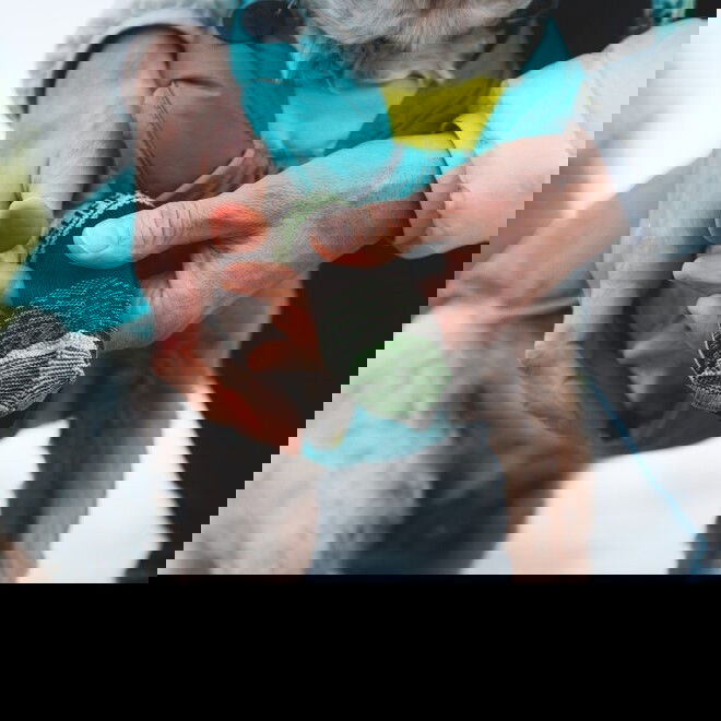 Koiran sukat Ruffwear Barkn Boot