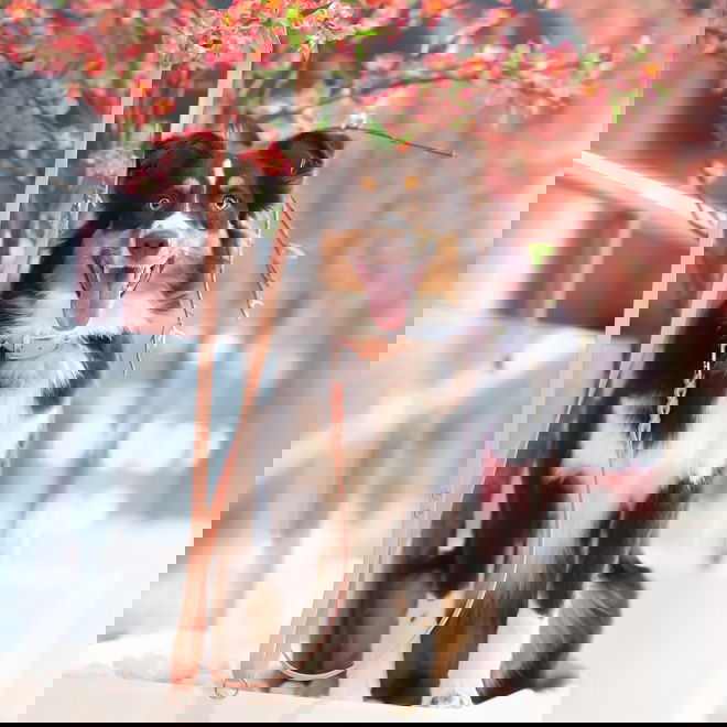 Tyylivoitto Braid koirantalutin, persikka/ruusukulta (16mm x 200cm)