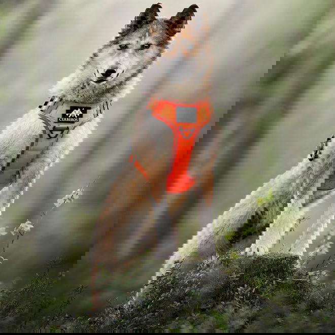 Cerberos Tactical valjaat koiralle, oranssi