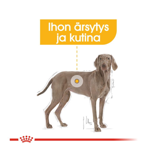 Royal Canin Dermacomfort Maxi Adult koiran kuivaruoka