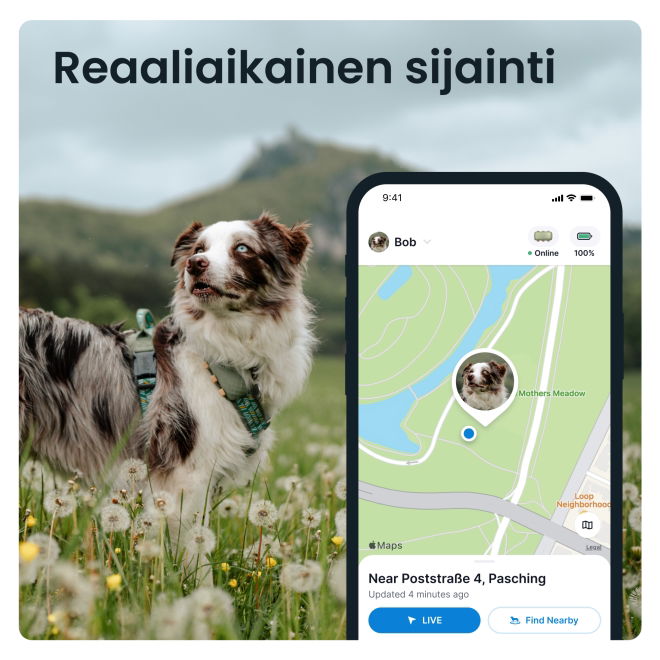 Tractive DOG XL – Koiran GPS ja terveysvahti isoille roduille, akunkesto 1 kk