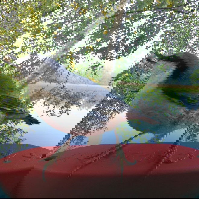 Bird Buddy -lintulauta kameralla