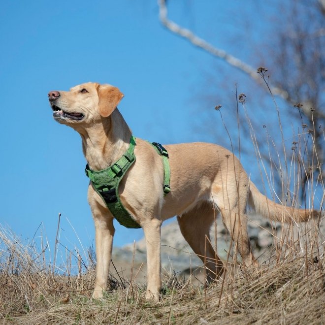 Feel Active Training Eco koiran valjaat, vihreä