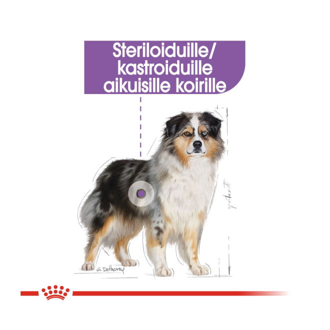 Royal Canin Sterilised Medium Adult koiran kuivaruoka