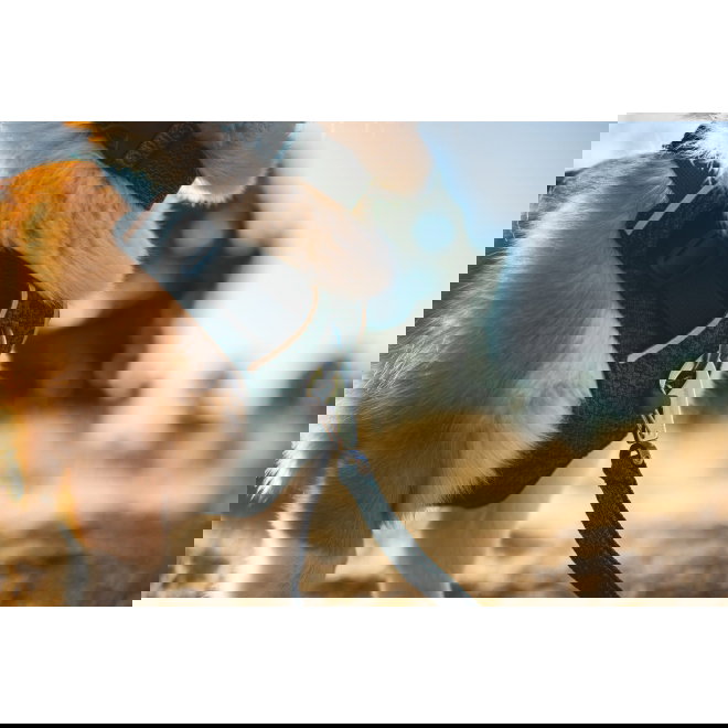 Ruffwear Front Range Flex Valjaat, sinivihre&auml;