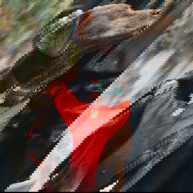 Ruffwear Pelastusliivi Confluence, Tangelo Orange