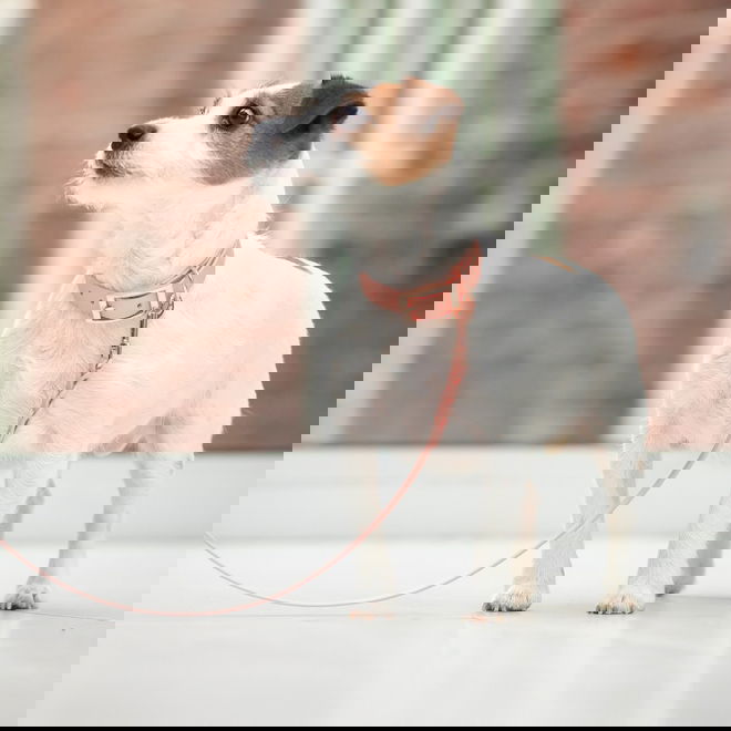 Tyylivoitto Classy panta pienille koirille, persikka/ruusukulta