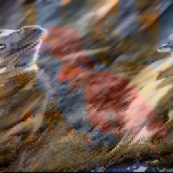 Woolly Wolf Alpha 360 panta Terracotta Mix