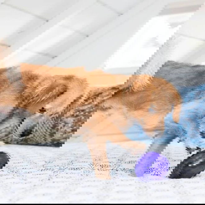 Nina Ottosson Outward Hound Lil Snoop lila