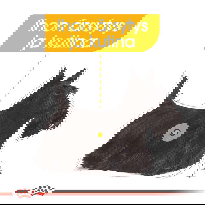 Royal Canin Dermacomfort Mini Adult koiran kuivaruoka