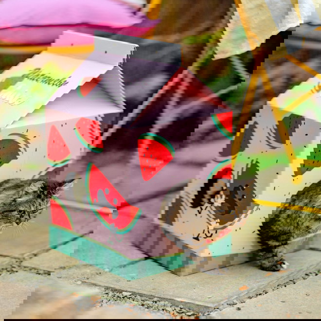 Little&Bigger Juicy Vibes vesimelonimaja