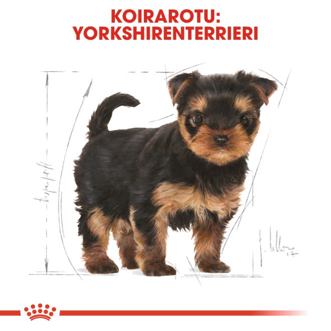 Royal Canin Yorkshire Terrier Puppy