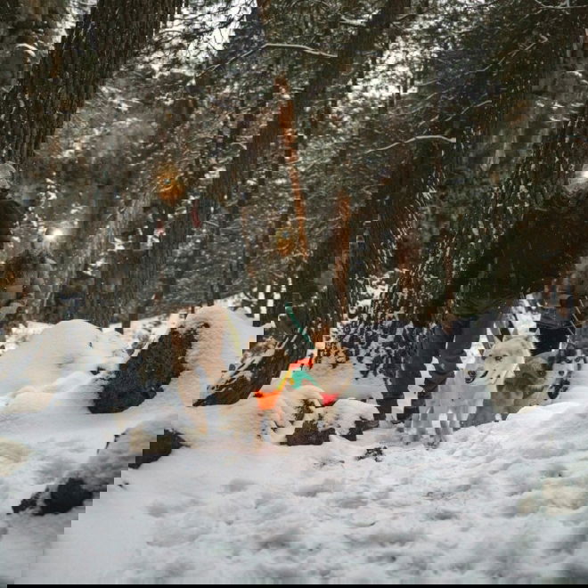 Koiran heijastintakki Ruffwear Lumenglow