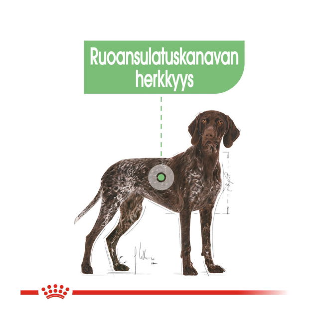 Royal Canin Digestive Care Maxi Adult koiran kuivaruoka