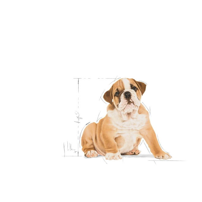 Royal Canin Breed Bulldog Puppy