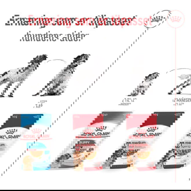 Royal Canin Medium Ageing Gravy koiran m&auml;rk&auml;ruoka 10x140g