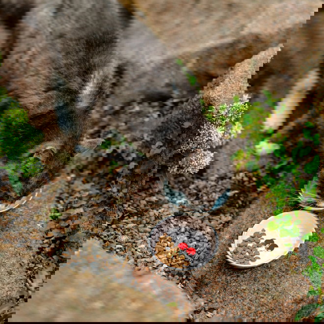 Little&Bigger Juicy Vibes kirsikka kissankuppi