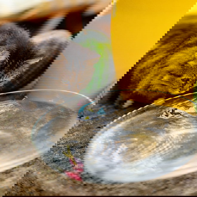 Little&Bigger Hot Summer pinkki/valkoinen -uimarobottikalat, 2 kpl