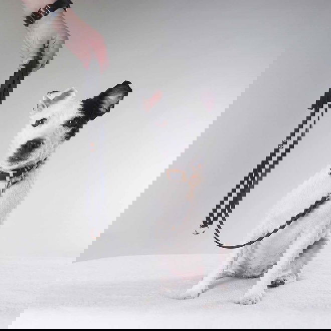 Tyylivoitto Braid hihna, musta/ruusukulta (9mm x 200cm)