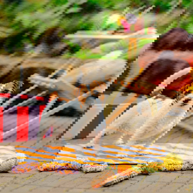 Little&Bigger Juicy Vibes k&ouml;ysilelu joustavilla kahvoilla