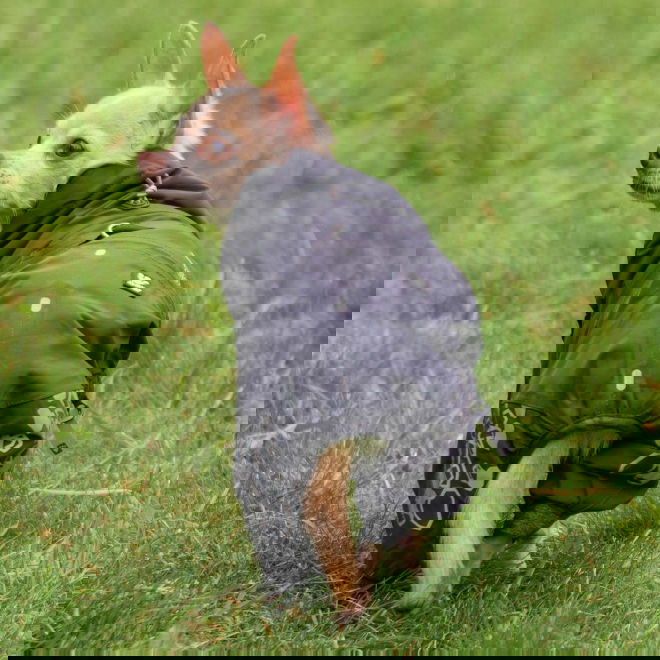 Hurtta Extreme Overall koiran haalari musta