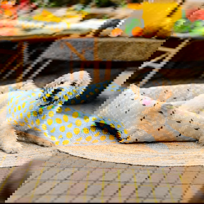 Little&Bigger Juicy Vibes sitruuna peti