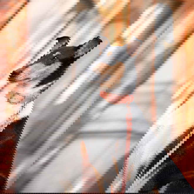 Tyylivoitto Braid koirantalutin, persikka/ruusukulta (16mm x 200cm)