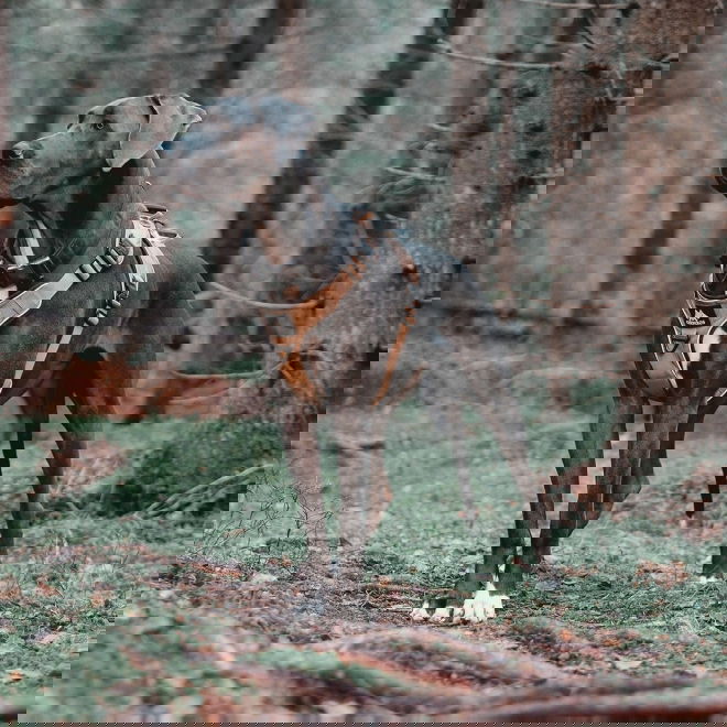 Cerberos Active valjas, Desert Brown