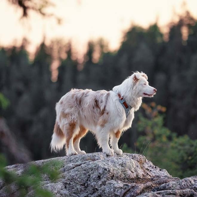 Woolly Wolf Alpha 360 Y-valjas koiralle Glacier Green Mix