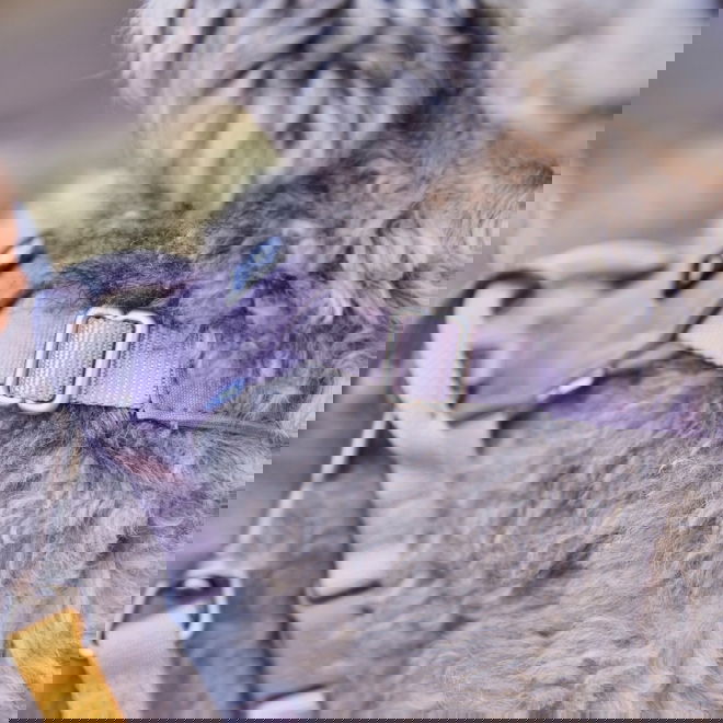 Hurtta Seeker valjaat laventeli