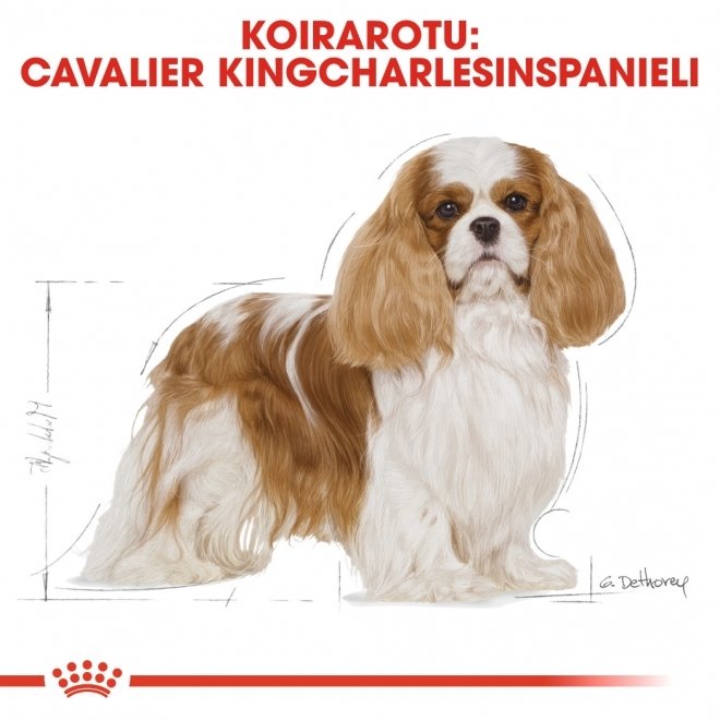 Royal Canin Breed Cavalier King Charles