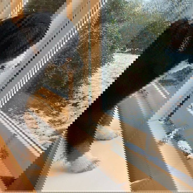 DogSpace Aloituspakkaus pentuturvalliseen kotiin