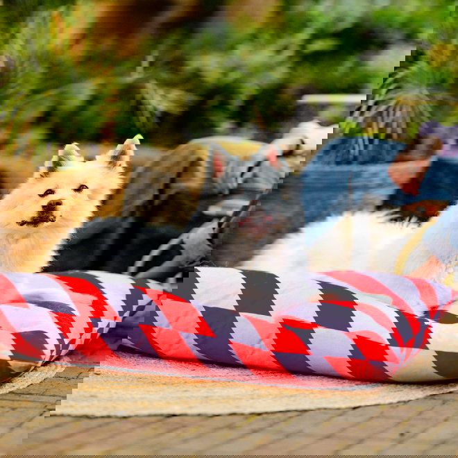 Little&Bigger HotSummer koiran tyyny vinoraidallinen punainen ja pinkki