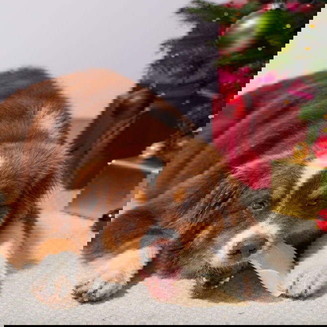 RAUH! Jouluinen purupipari koiralle