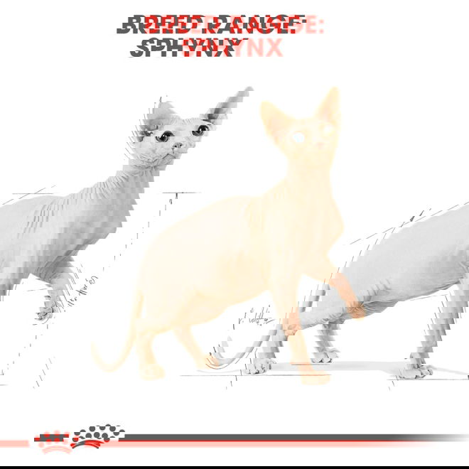 Royal Canin Sphynx Adult kissan kuivaruoka