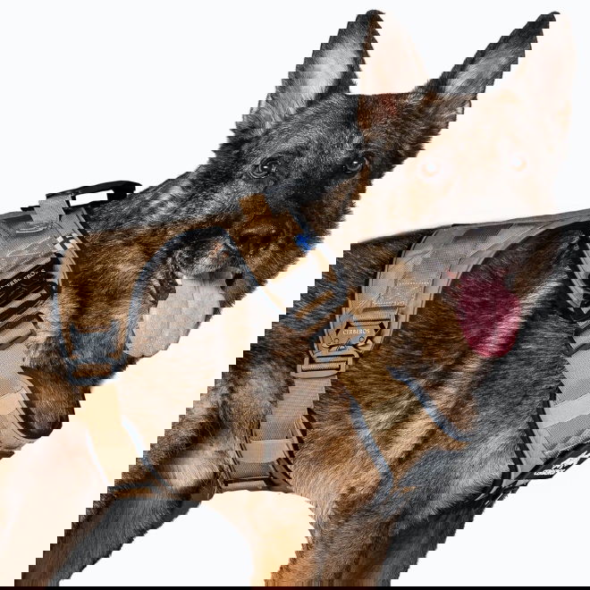 Cerberos Active valjas, Desert Brown